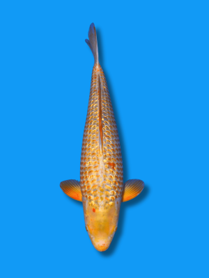 Ginrin Golden Corn | Koi&Co.